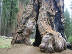 Sequoia NP (National Park)
