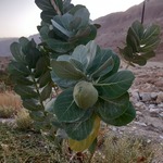 תפוח סדום